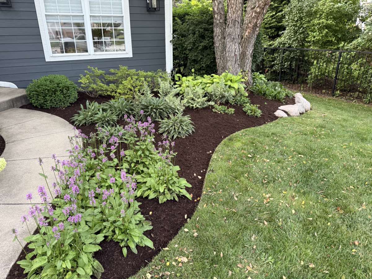 Corner bed with hostas, ferns and boulders in summer