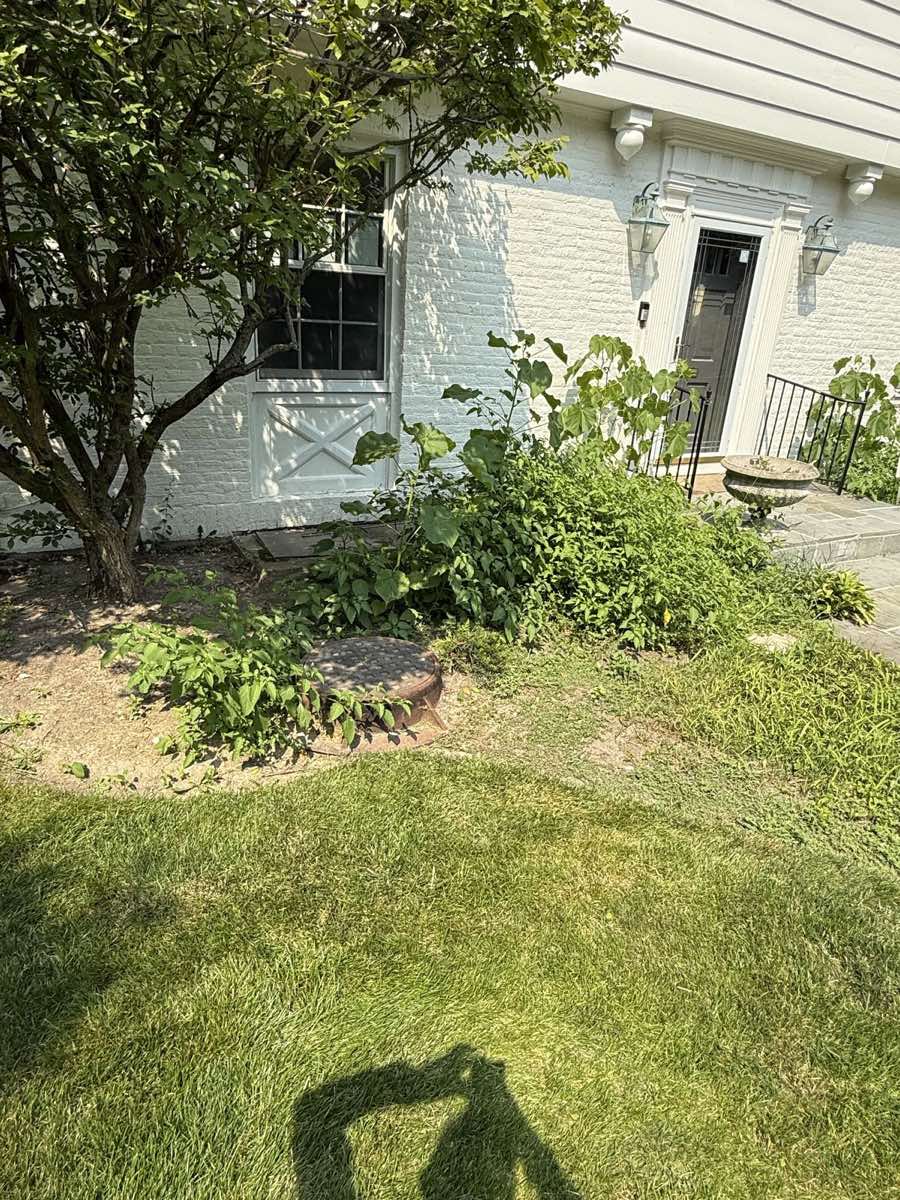 Wider before view, weeds at the door