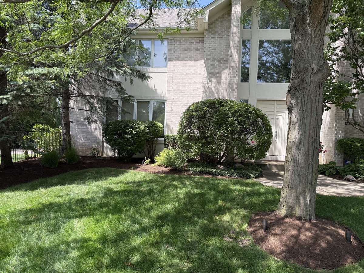 After — mulched ring, dressed beds, shaped shrubs