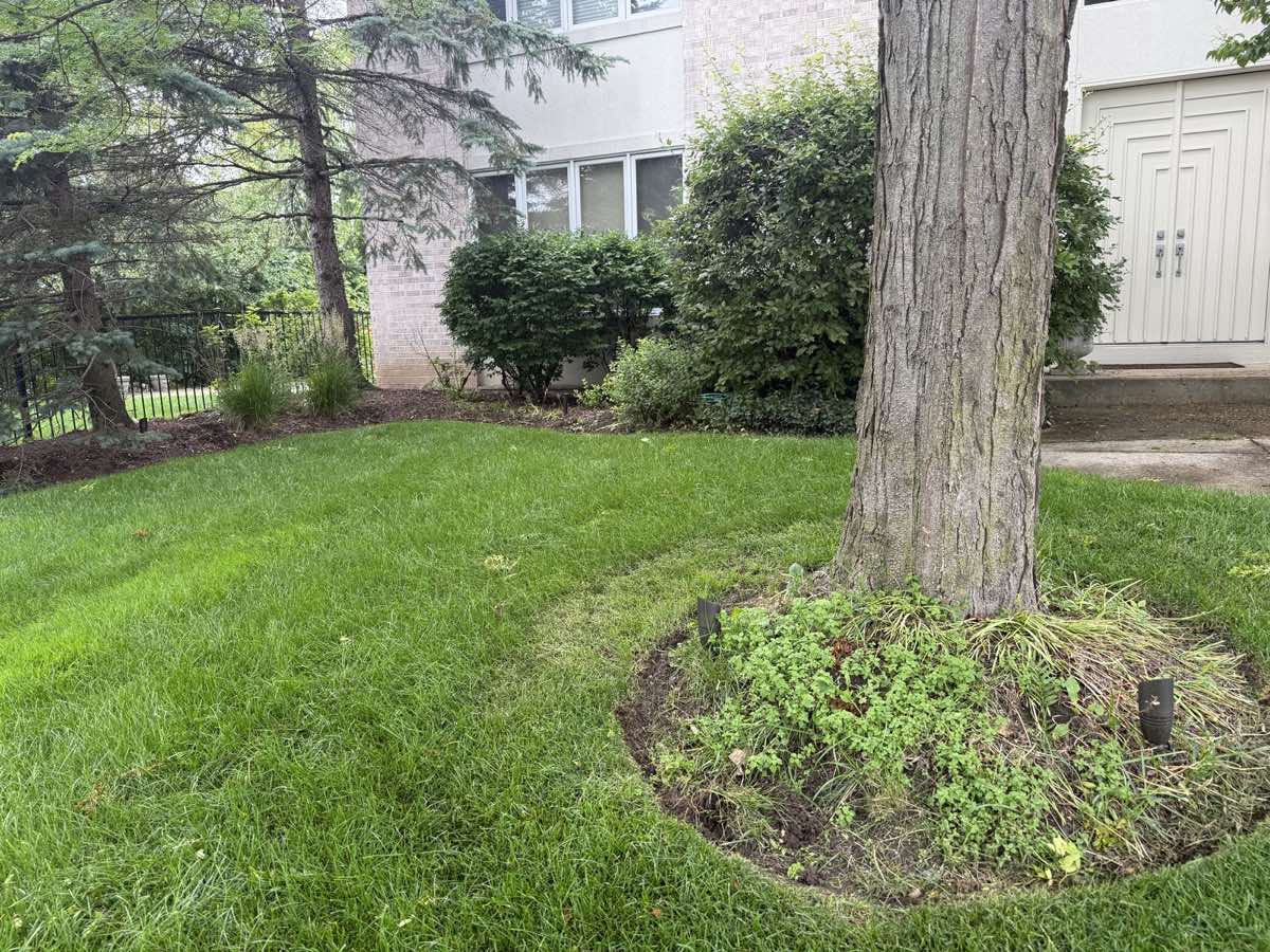 Before — weed-filled tree ring and bare beds