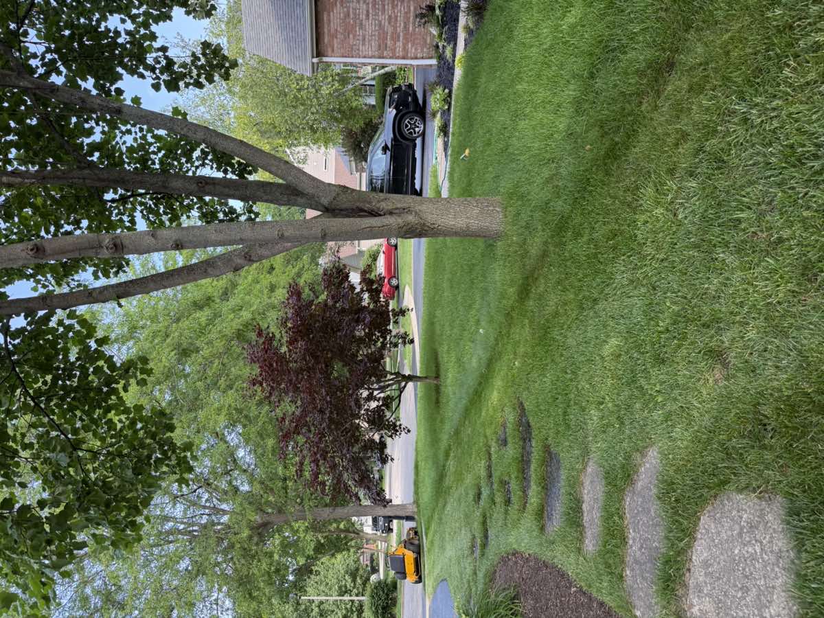 Thick renovated lawn with stepping stones