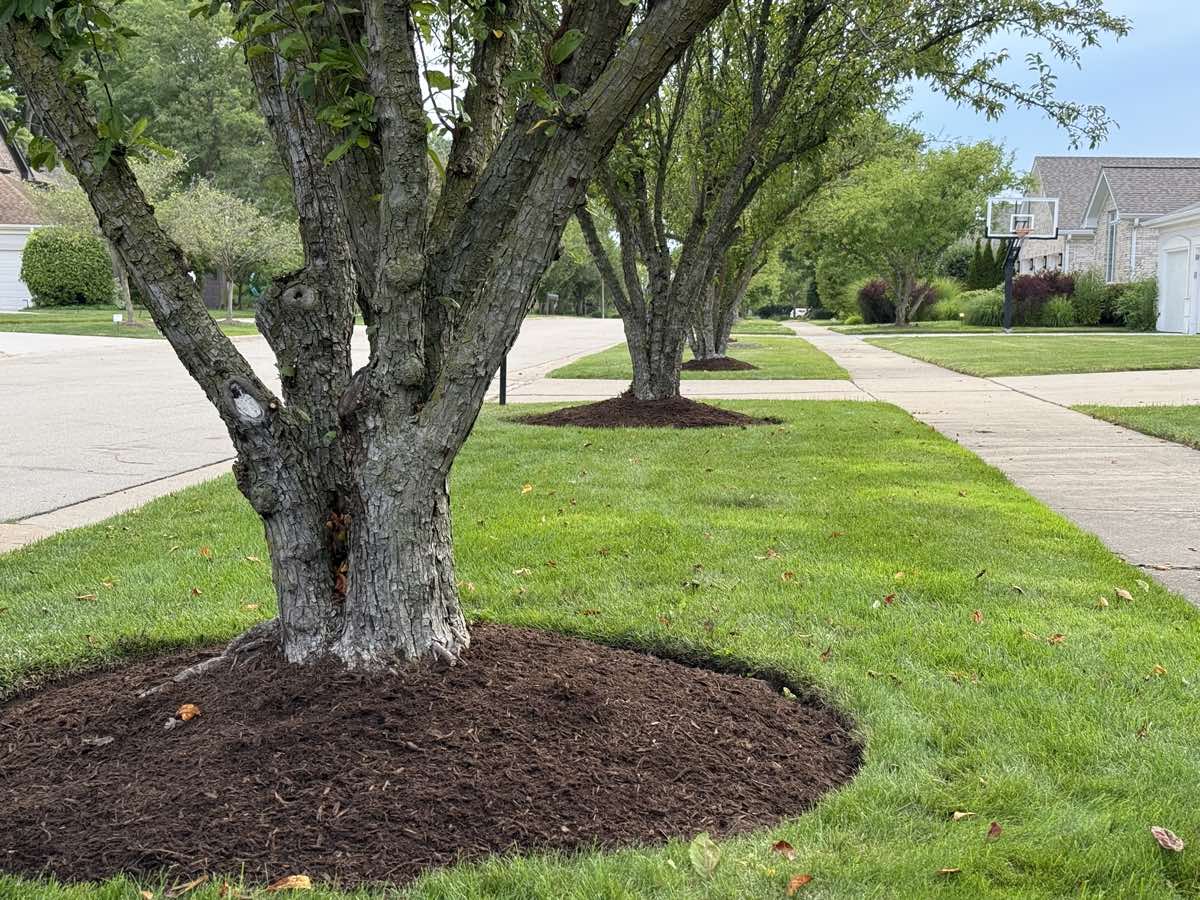 Street trees with clean mulch rings down the parkway